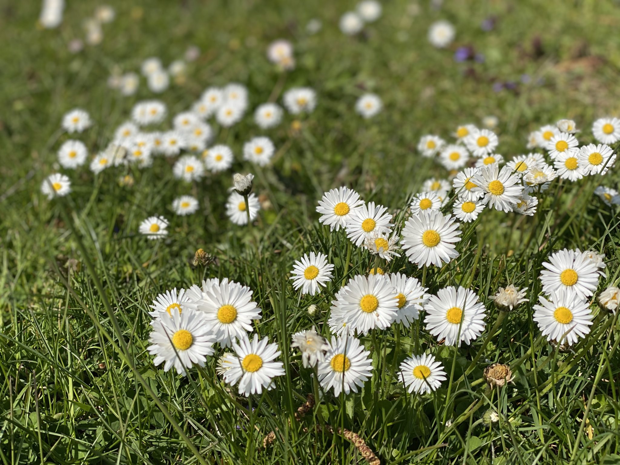Gänseblümchensalz: Hübsch, lecker und gesund - leicht selber machen