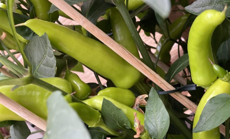 Schärfe von Chili
