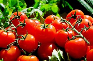 Tomaten – Was macht diese Frucht so besonders?