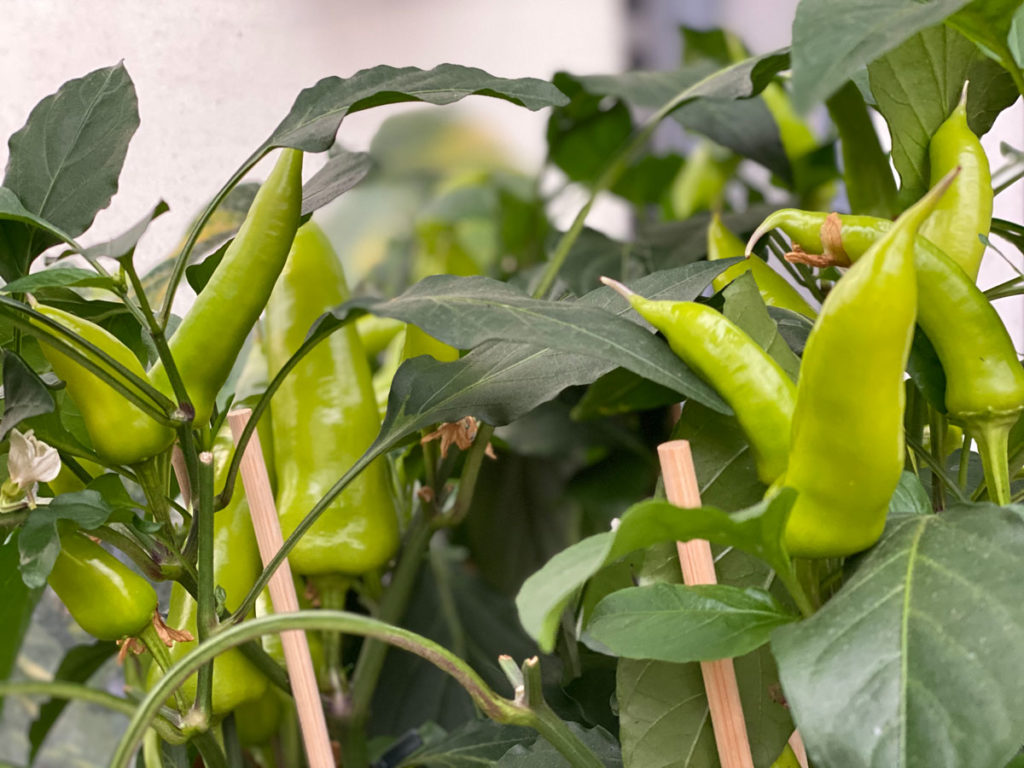 Warum ist Chili scharf